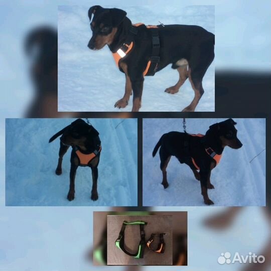 Ездовые, прогулочные, унив-ые, грузовые шлейки