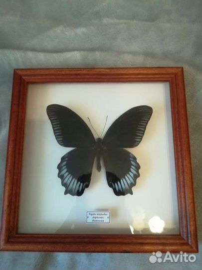 Бабочка papilio deiphobus deiphontes Индонезия