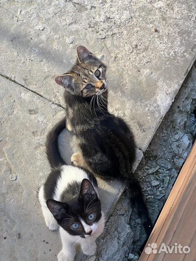 Милые пушистики