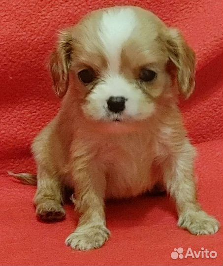 Кавалер Кинг Чарльз спаниель щенки