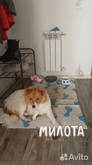 Собаки бесплатно