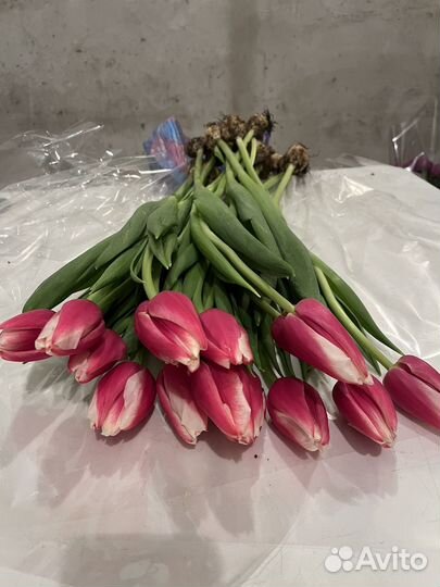 Тюльпаны к 8 марта букеты