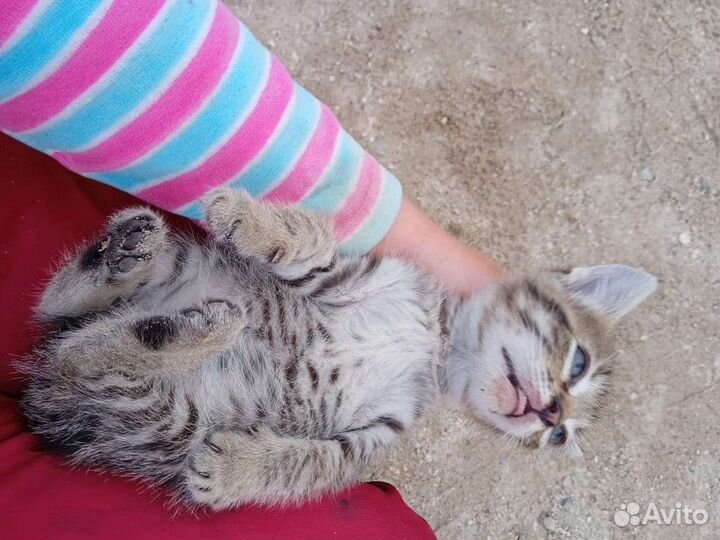 Подарю котиков