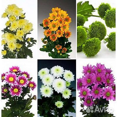 Хризантема, букеты, достовка