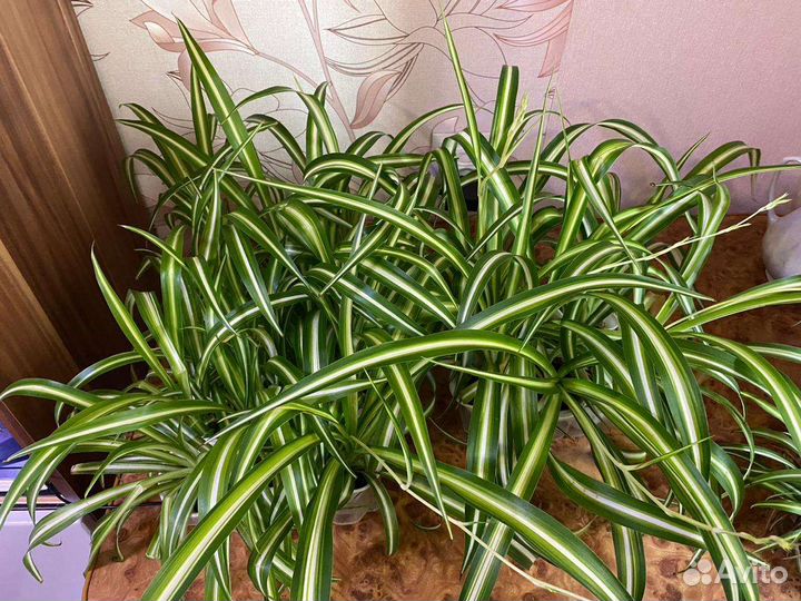 Хлорофитум