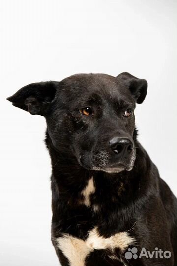 Собака бесплатно