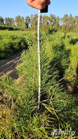 Сеянцы сосны окс от производителя