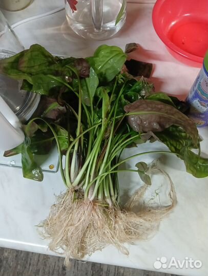 Криптокорина