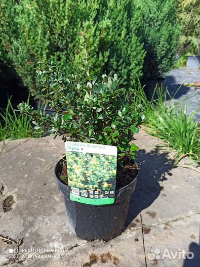 Барбарис Нана