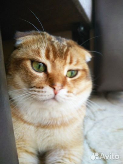 Вязка с вислоухим шотландский котом