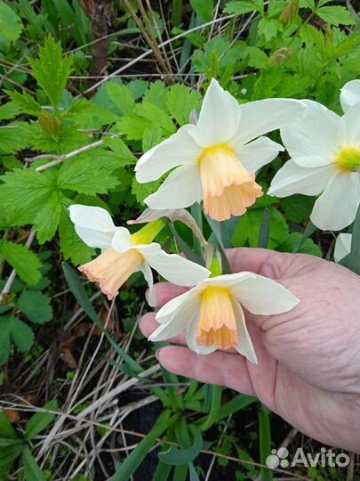 Тюльпаны, нарциссы