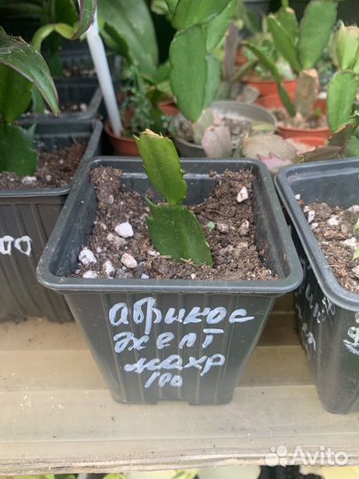 Декабрист, шлюмбергера из питомника растений