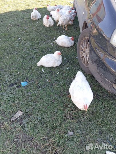 Домашние куры бройлеры