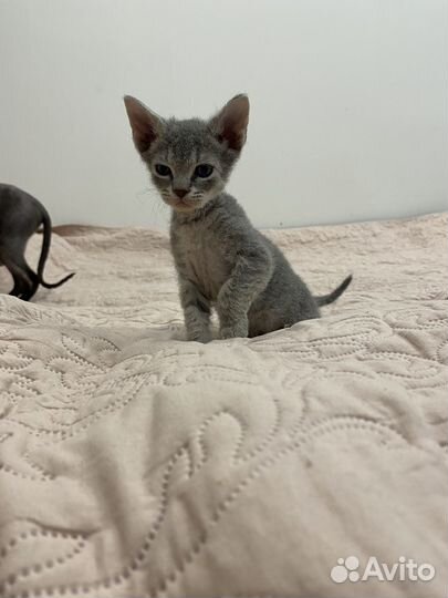 Котёнок Сфинкс браш