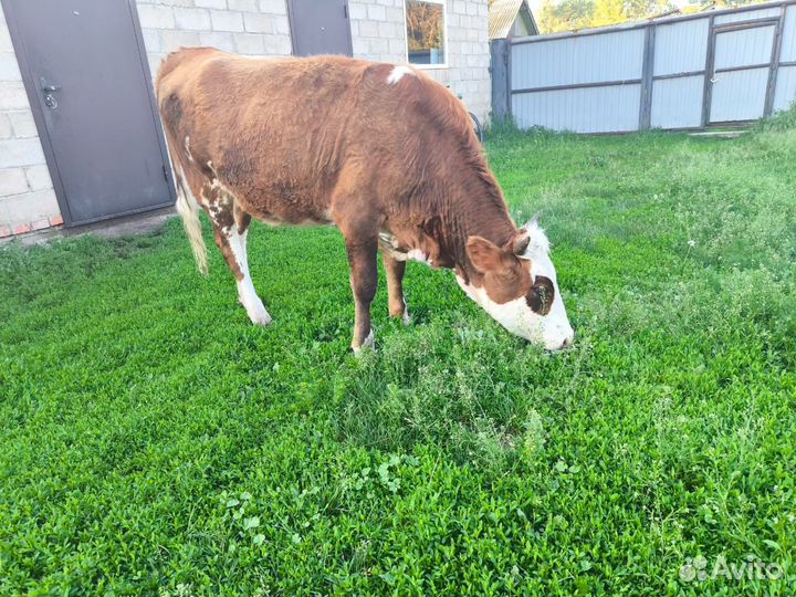 Телка 1.4 года