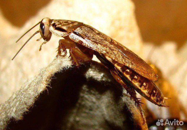 Тараканы, сверчки, саранча, бражник, мучник, зофоб