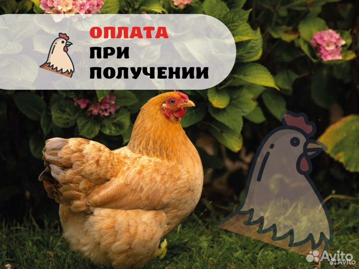 Несушки с доставкой