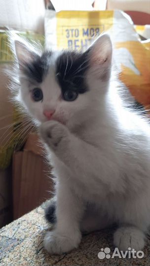 Котёнок мальчик 1,5 мес