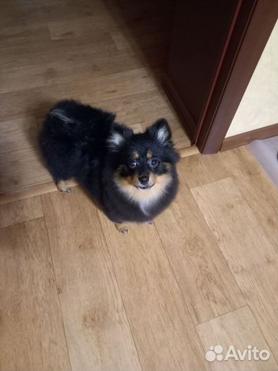 Померанский шпиц