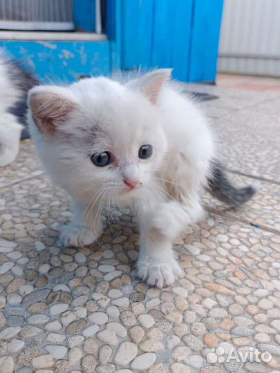 Котята в добрые руки бесплатно