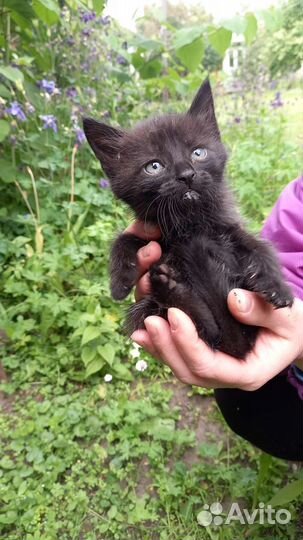 Кошка в дар бесплатно