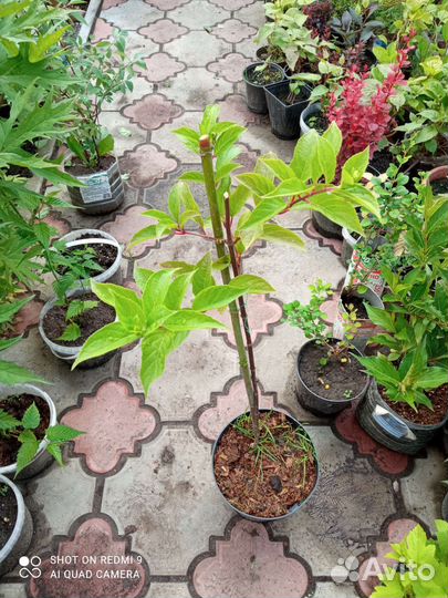 Редкие растения для сада