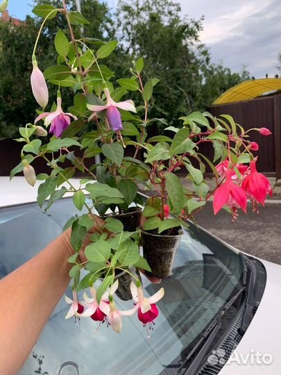 Фуксии махровые, сортовые