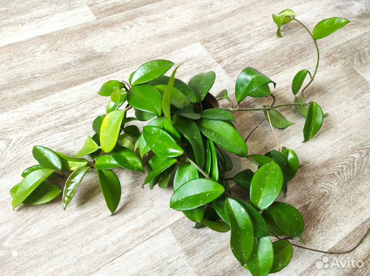 Хойя Карноза большая взрослая комнатные цветы