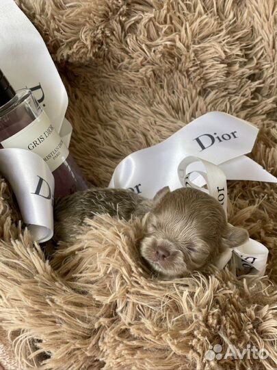 Чихуахуа настоящие куколки