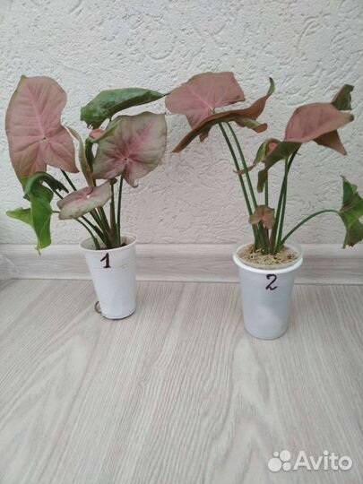 Ктенанта Лубберса, Бурле Маркси,Строманта триколор