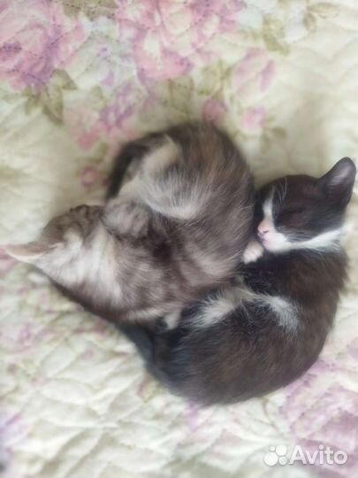 Отдам котят