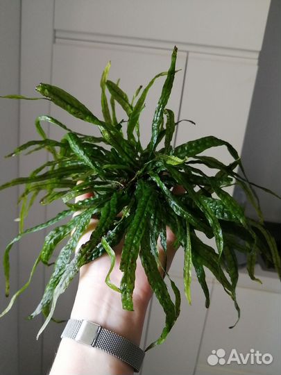 Аквариумная прополка