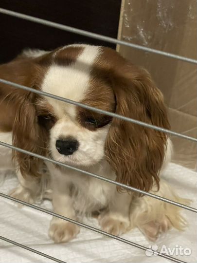 Кавалер кинг чарльз Спаниель