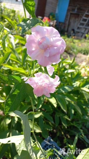 Калистегия махровая Flore pleno