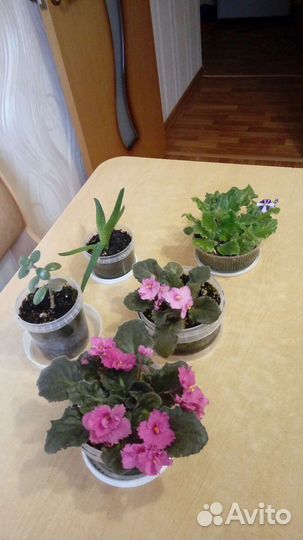 Фиалки цветущие, толстянка и алоэ Вера