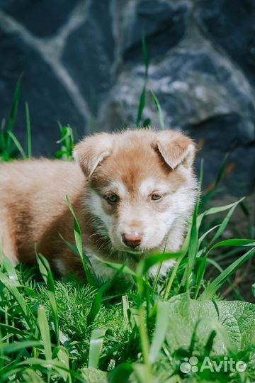 Отдам в добрые руки