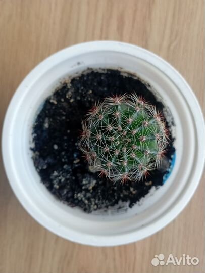 Комнатные растения