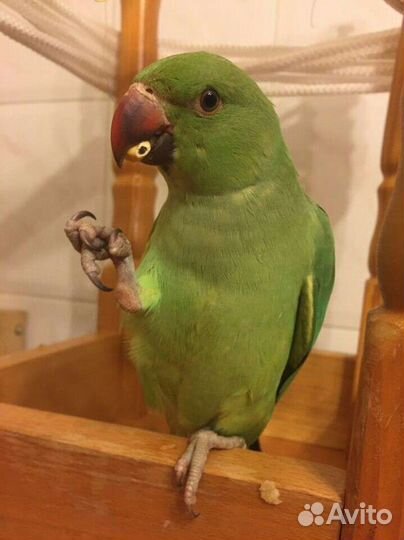 Птенцы ожереловые