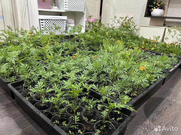 Рассада бархатцев