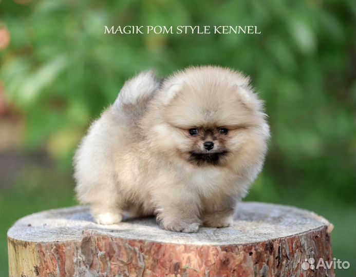Померанский шпиц мини