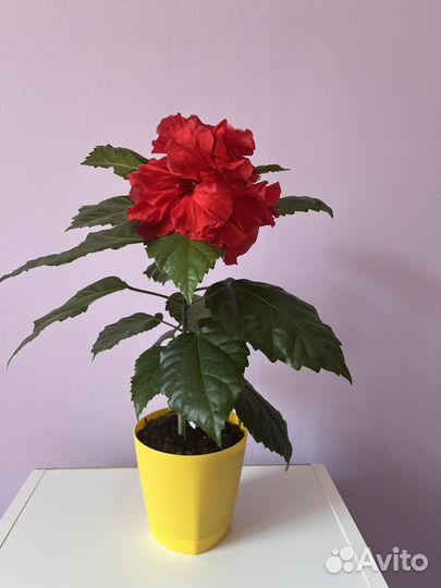 Гибискус китайская роза