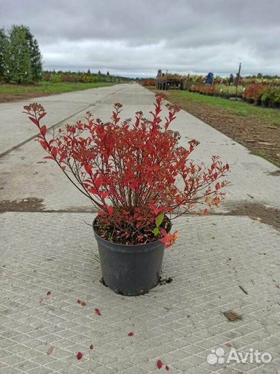 Спирея японская Little Princess/С4 20-30 см