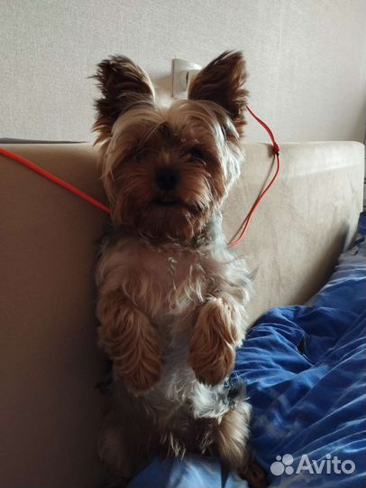 Йоркширский терьер вязка джентльмен ищет невесту