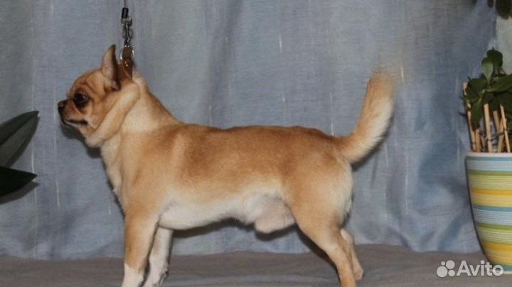 Кобель чихуахуа для вязки
