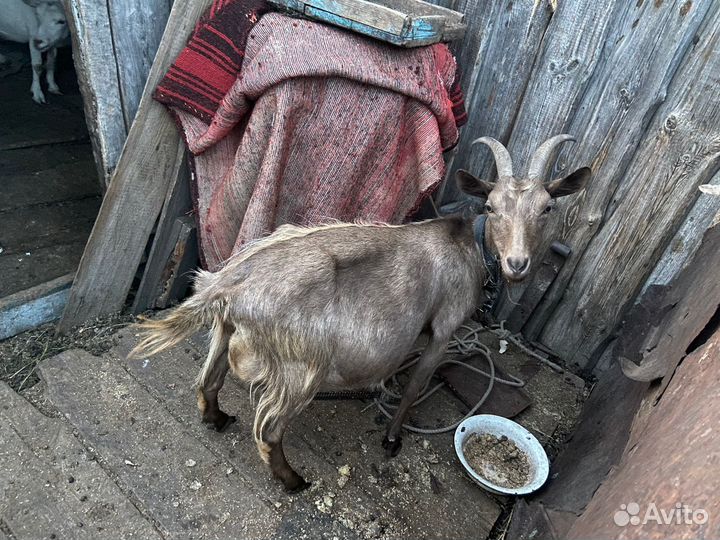 Коза дойная молочная