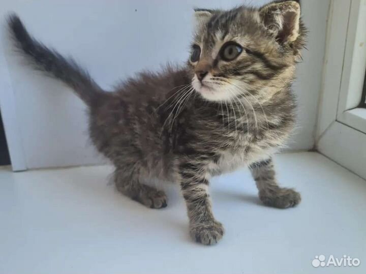 Вислоухая Кисуля 2мес