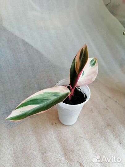 Строманта триколор