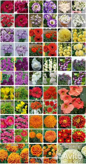 Семена цветов и овощей, Наборы для рассады