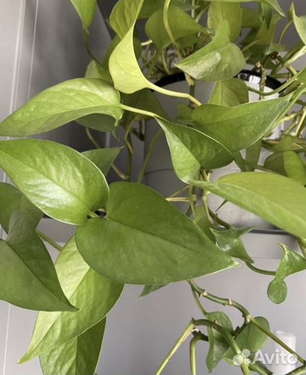 Сциндапсус неон