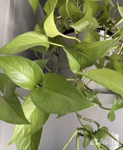 Сциндапсус неон